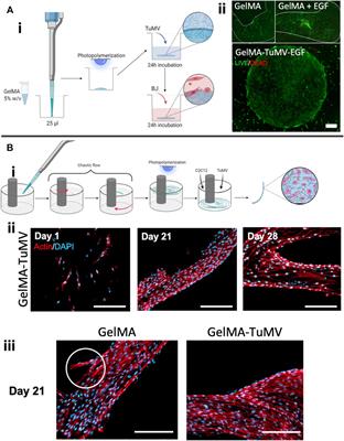 Gelatin-methacryloyl hydrogels containing turnip mosaic virus for fabrication of nanostructured materials for tissue engineering